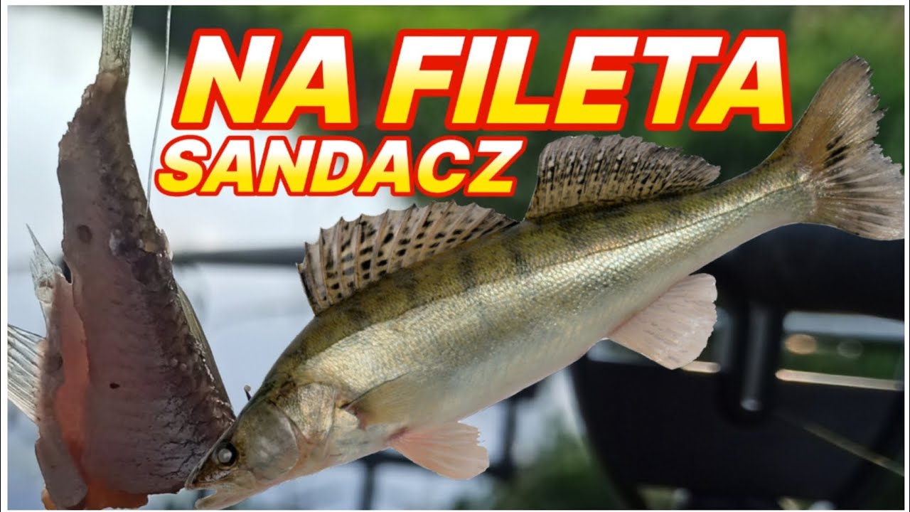 BRAŁY NA FILETA! SANDACZE O ZMIERZCHU