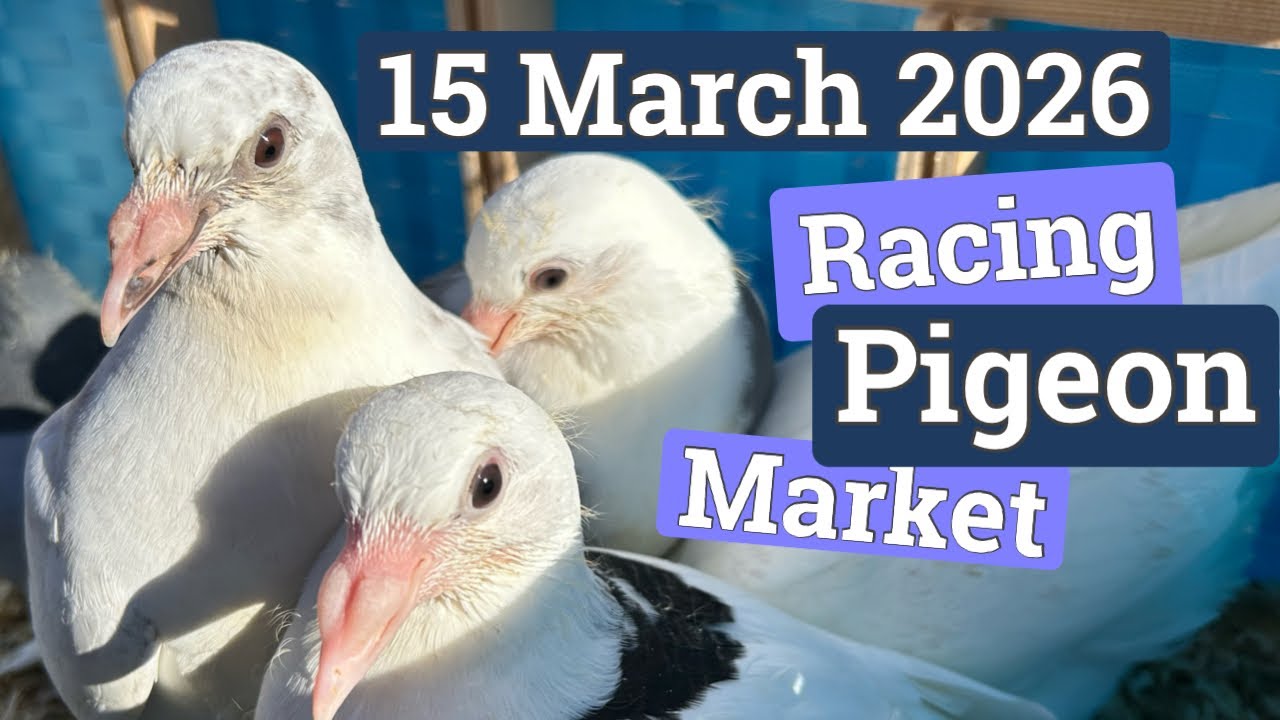 🕊️ Racing Pigeon Market Lier, Belgium (15 March 2026) &ndash;| Sunshine, Shadows & Birds ☀️