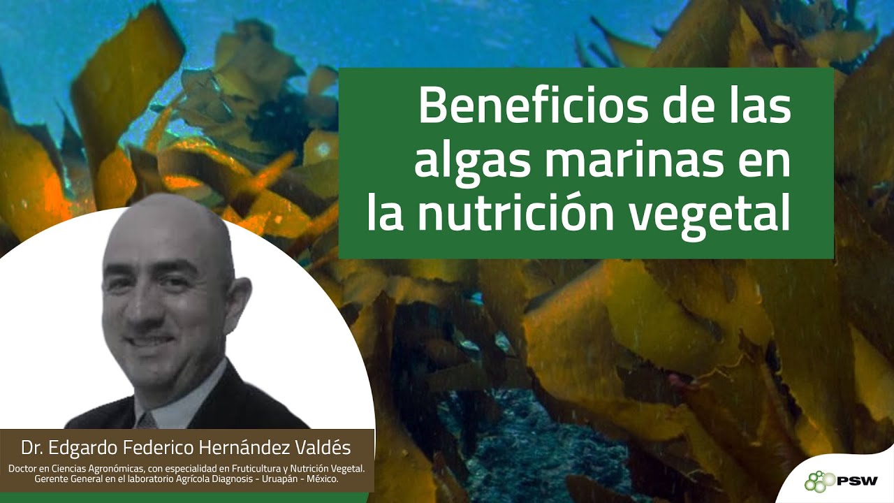 Beneficios de las algas marinas en la nutrición vegetal - Dr. Edgardo Federico Hernández Valdés