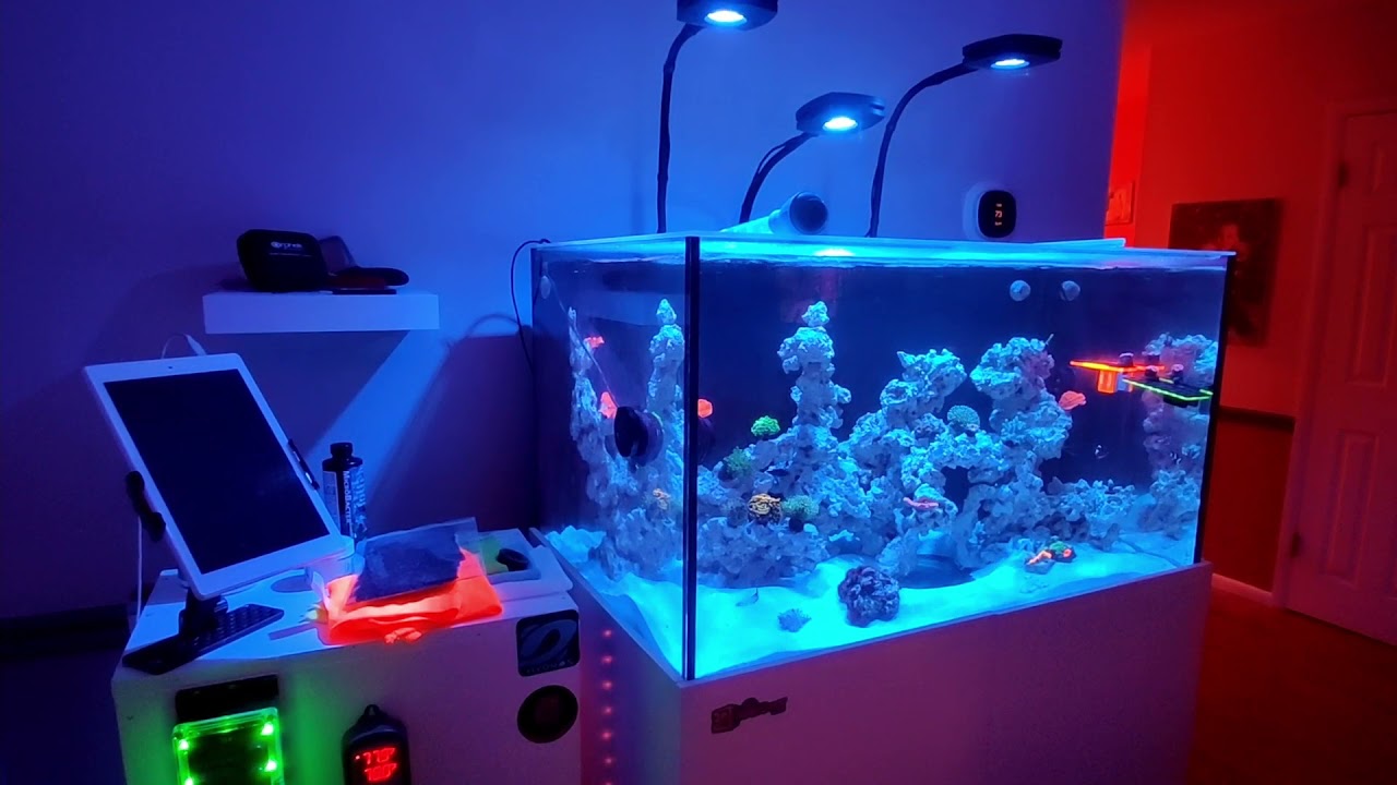 BaCK In The REEF hobby!! 75 gallon reef