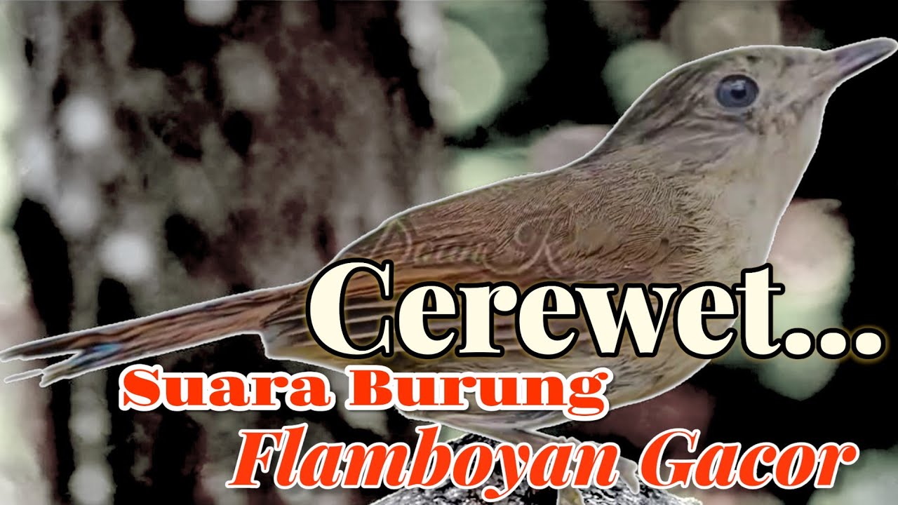 BURUNG FLAMBOYAN GACOR MANTAP untuk pancingan