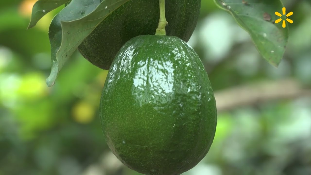 Caso Éxito: Finca La Castellana, Nicaragua