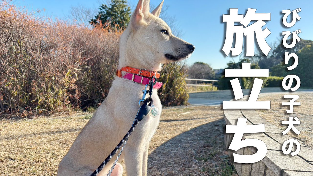 ビビリの元野犬の子犬、家族に出会えました！ #ジョイくん物語