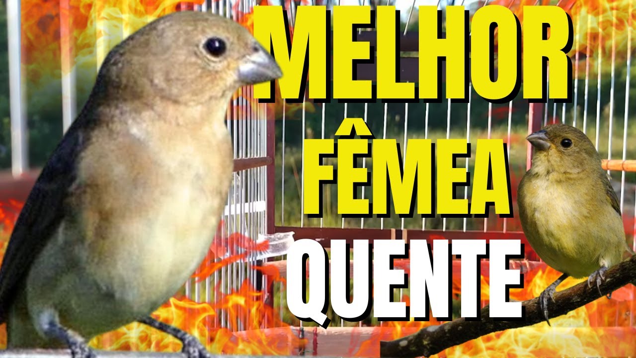 Piado de Fêmea de Coleiro/Piado de Fêmea de Coleiro para Esquentar Coleiro/Piado de Fêmea de Coleiro