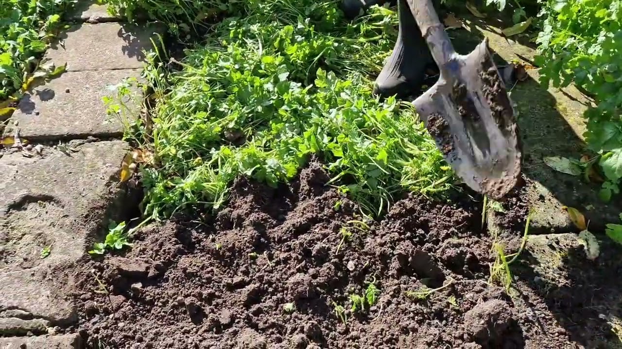 Կանաչ պարարտանյութЗеленое удобрениеGreen fertilizerZelené hnojivo