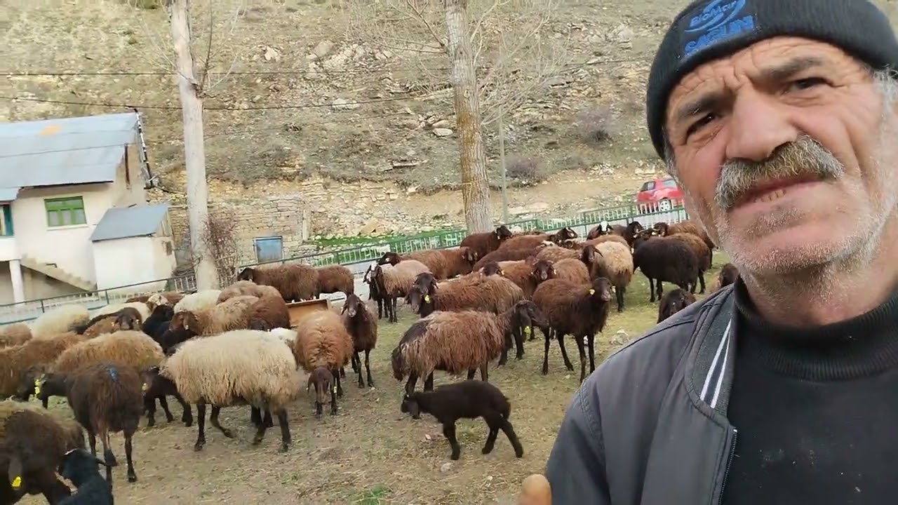 Harmanözü köyümüzde küçükbaş hayvancılık...