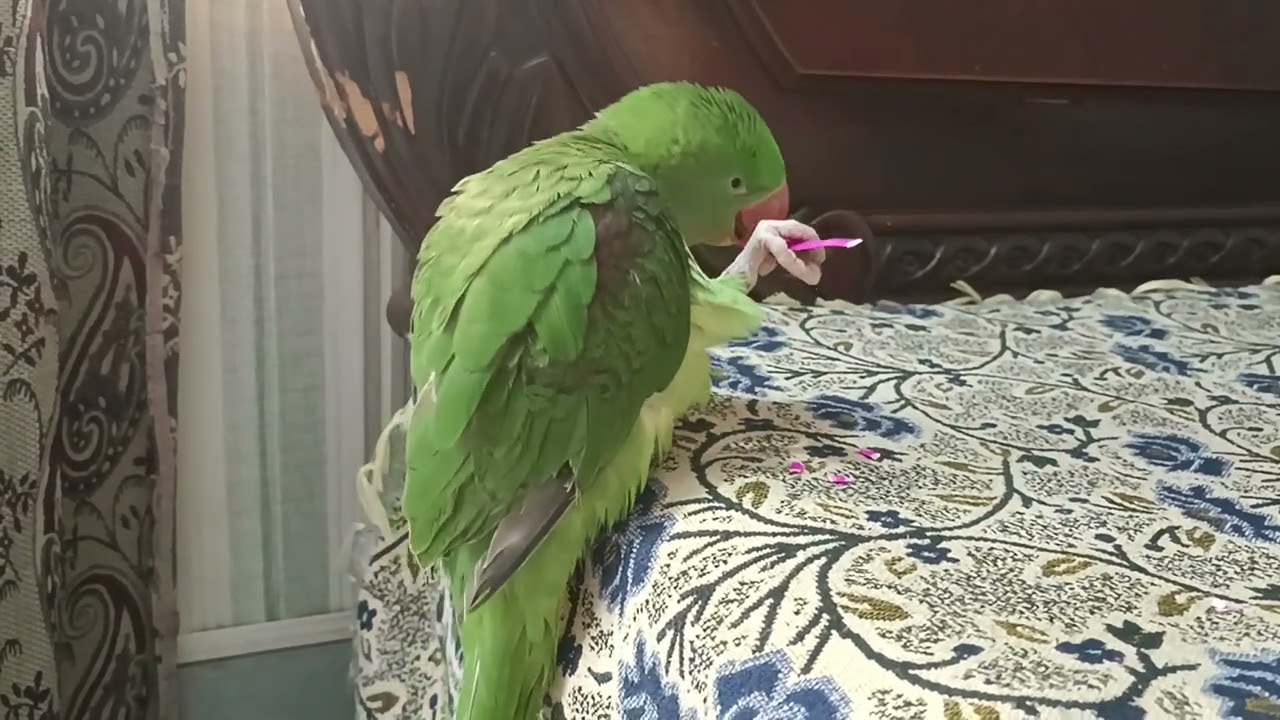 Parrot cutting plastic spoon