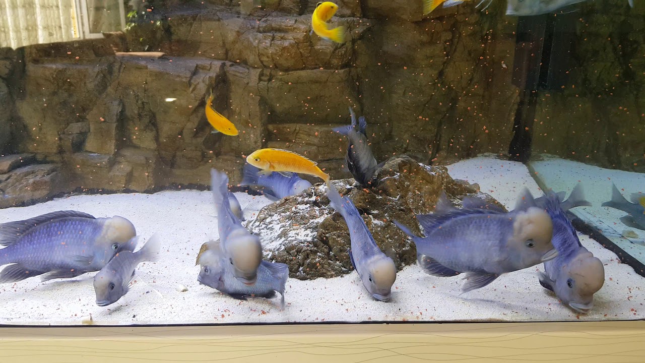 Yunus dolphin cichled Cyrtocara moorii