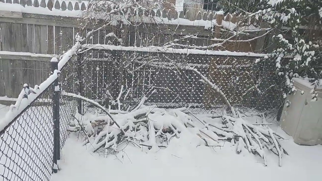 ❄️Windy/heavy snow in Charlotte NC Piedmont area on  January 31 2026  at 11:46 AM