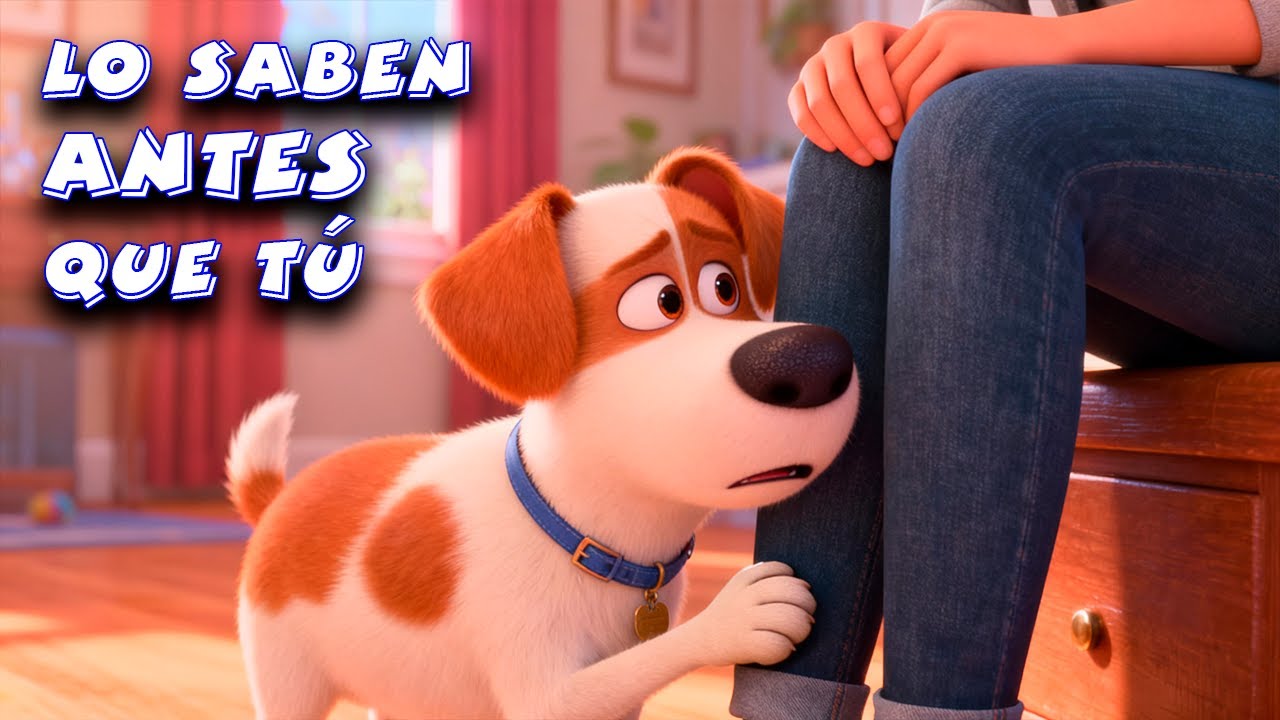 Cosas que tu PERRO sabe Antes Que Tú | La Verdad Revelada #top10 #dog