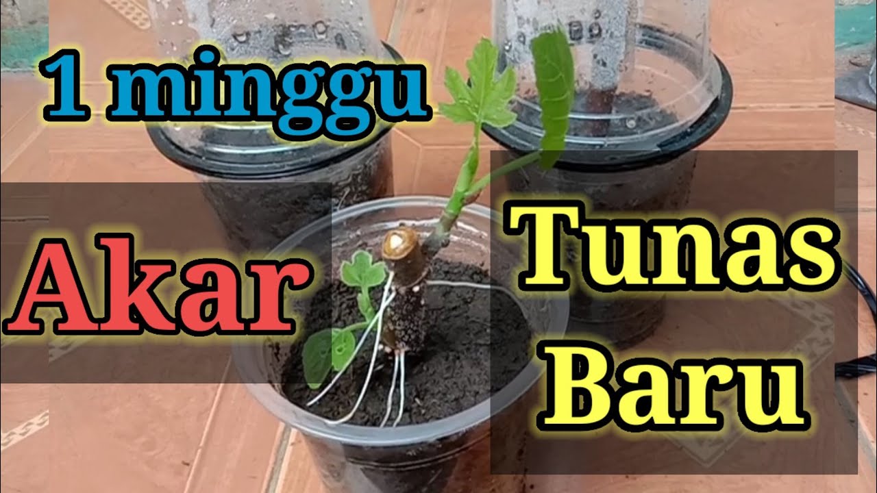 Stek pohon tin menggunakan bawang merah | satu Minggu muncul tunas dan akar