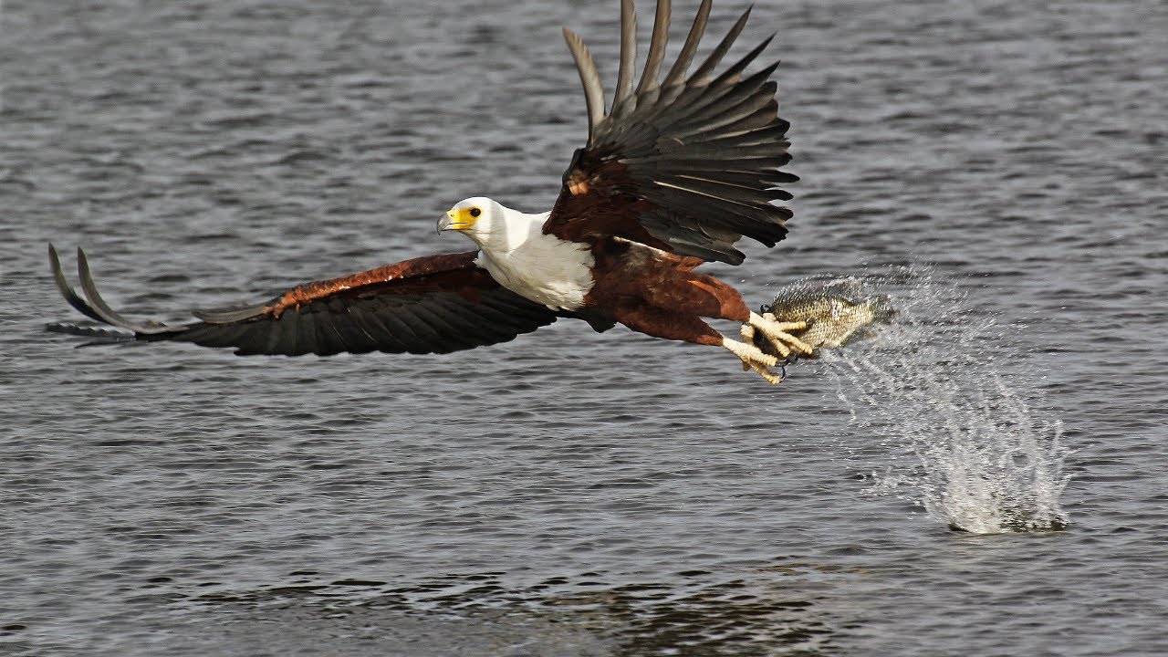 The African Fish Eagle Africa's Majestic Ruler of the Skies