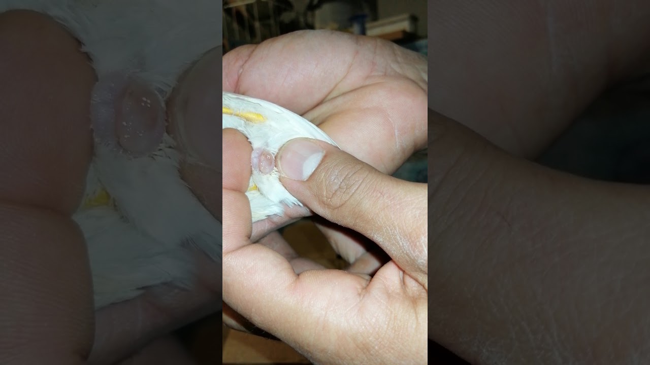 Beyaz Çin Bıldırcını,Cinsiyet Ayrımı,