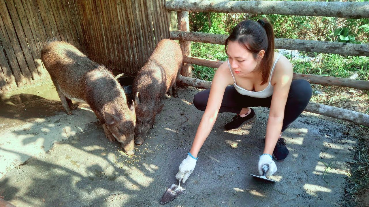 Harvest vegetables for pigs to eat - Build and renovate pig barns | Ngân Daily Life