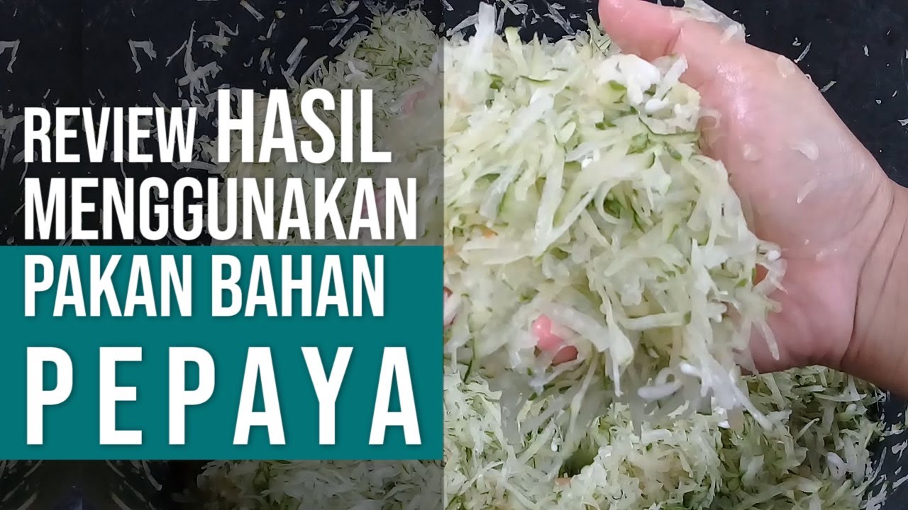 Review Setelah Menggunakan Pakan Parutan Pepaya, Awas Tertipu Biaya Murah 🤣
