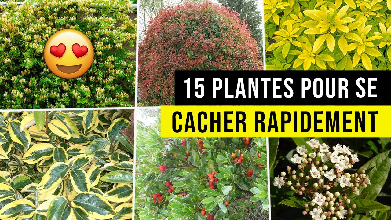 15 Arbustes Persistants pour se Cacher Rapidement d'un Vis à Vis !