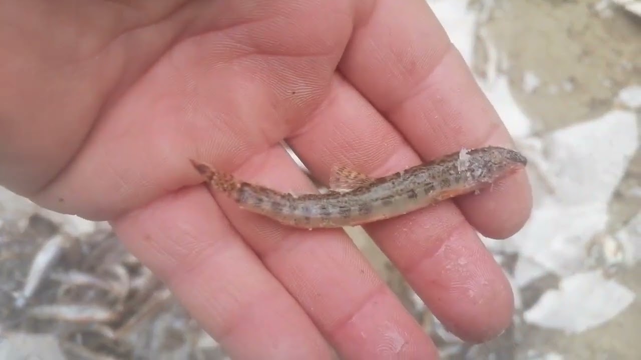 Prirodna selekcija gospodova rabota Jazovi Reka Lepenec - 02.01.2026