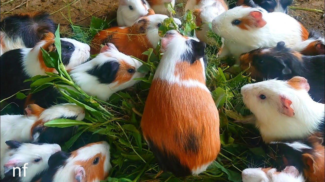 Eating Guinea ASMR, Cutest Guinea pigs, funny Guinea pig videos, colorful guinea pig family eating 