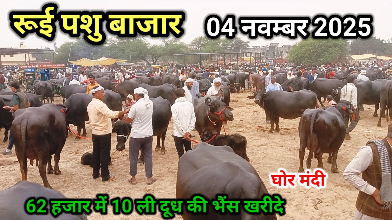 rui pashu mandi ll 04 नवंबर 2025 ll रूई पशु बाजार ll 62 हजार में 10 लीटर दूध की भैंस खरीदे