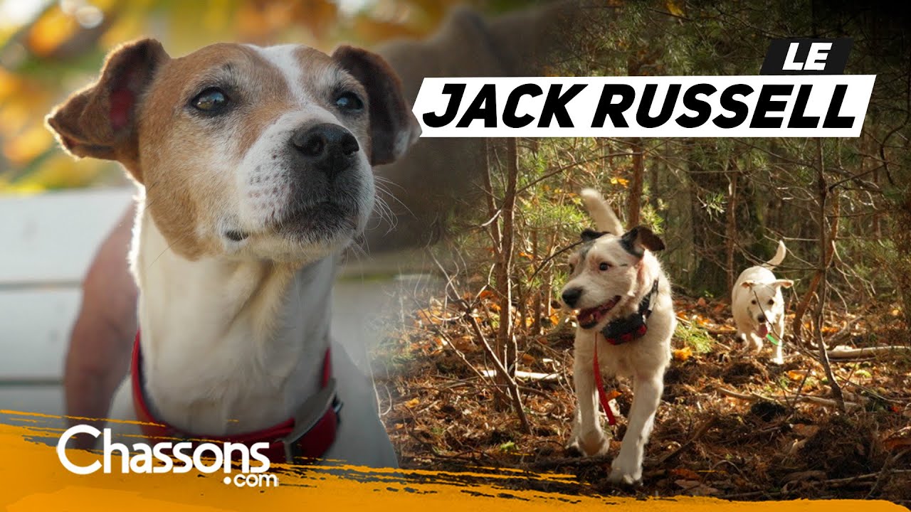Pourquoi choisir un Jack Russell pour la chasse?