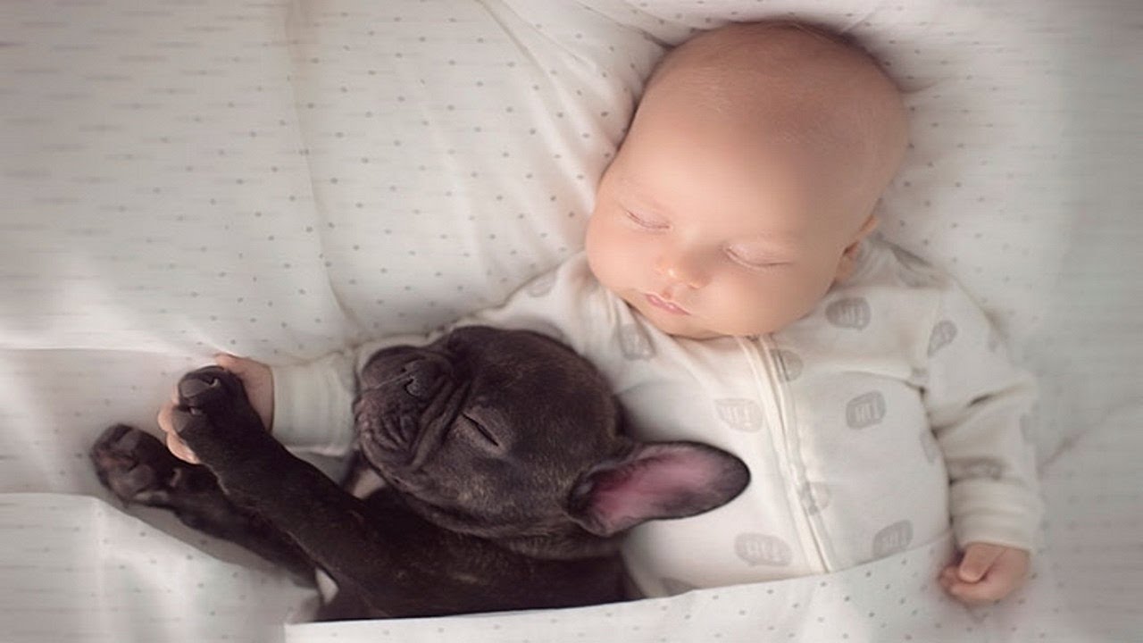 Babies Sleeping With Puppies, Cats And Dogs - Cutest Video Challenge - So Sweet!