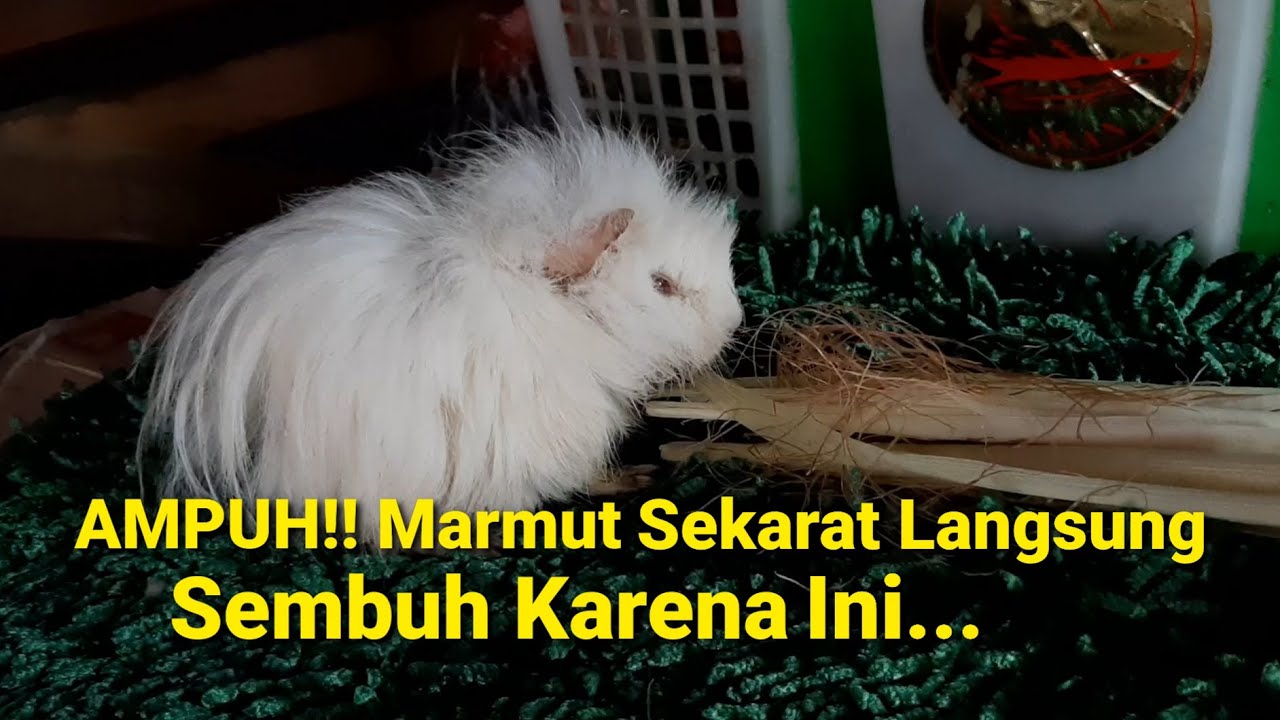 AMPUH!! Marmut (Guinea Pig) Sekarat Langsung Sembuh Karena Ini...