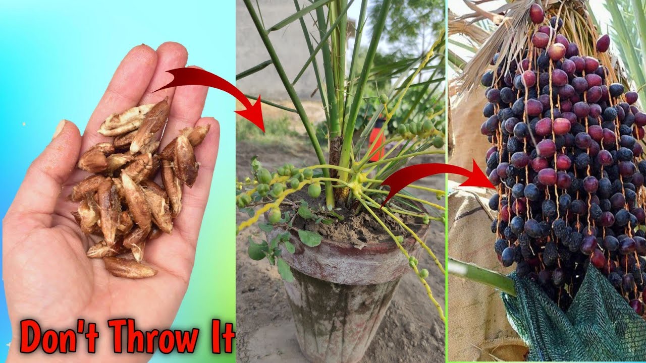 Accelerate Date Seed Growth: Proven Technique with Multi Chemicals