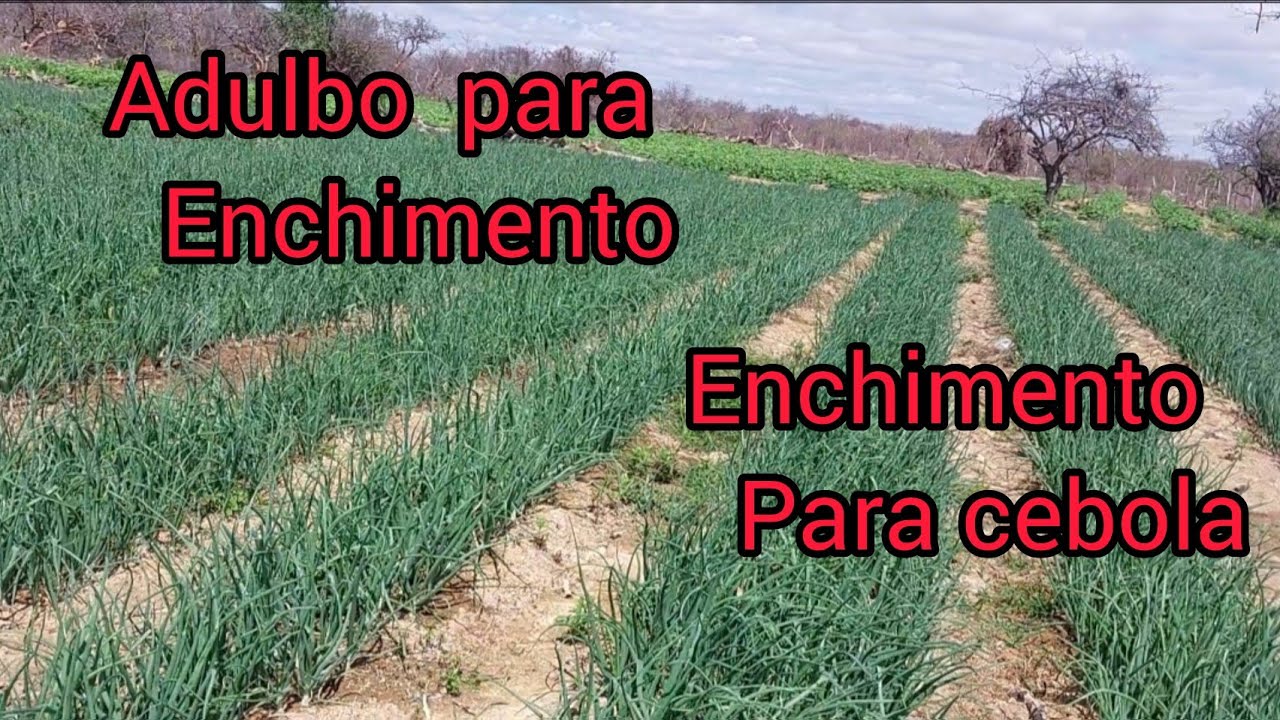 vamos acelerar o crescimento da cebola . adulbo para enchimento.