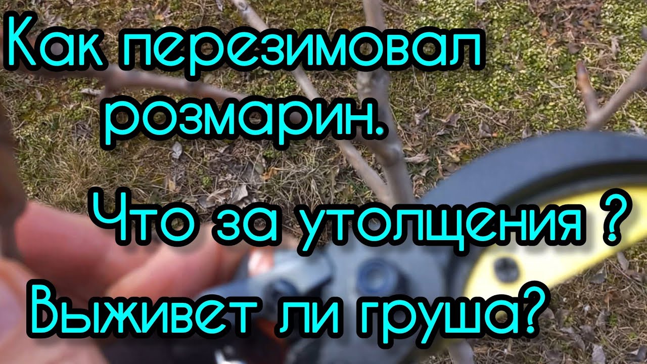Жизнь на Даче. Розмарин после морозов. Что за утолщения? Выживет ли груша?