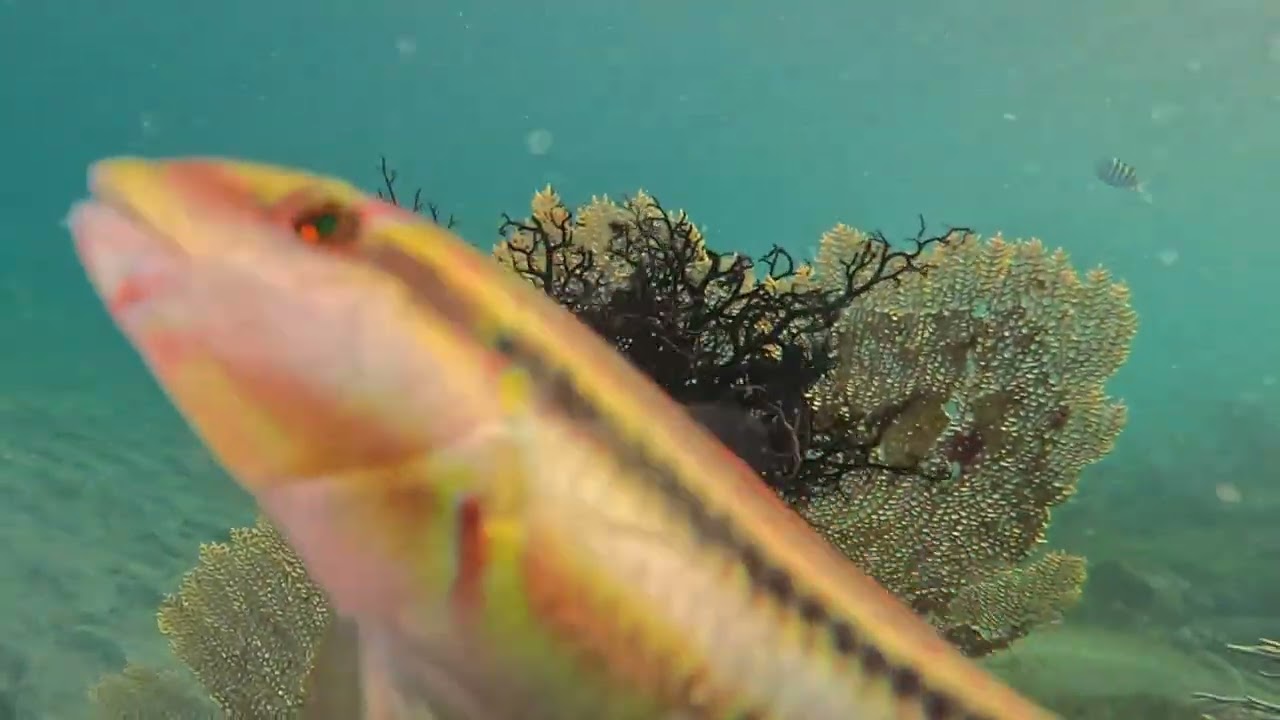 Martinique poisson ange imperial