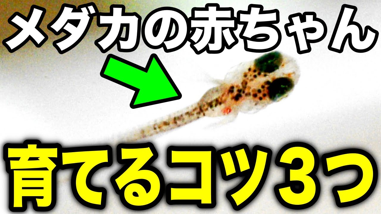 メダカの針子を上手に育てるための３つのコツを紹介！