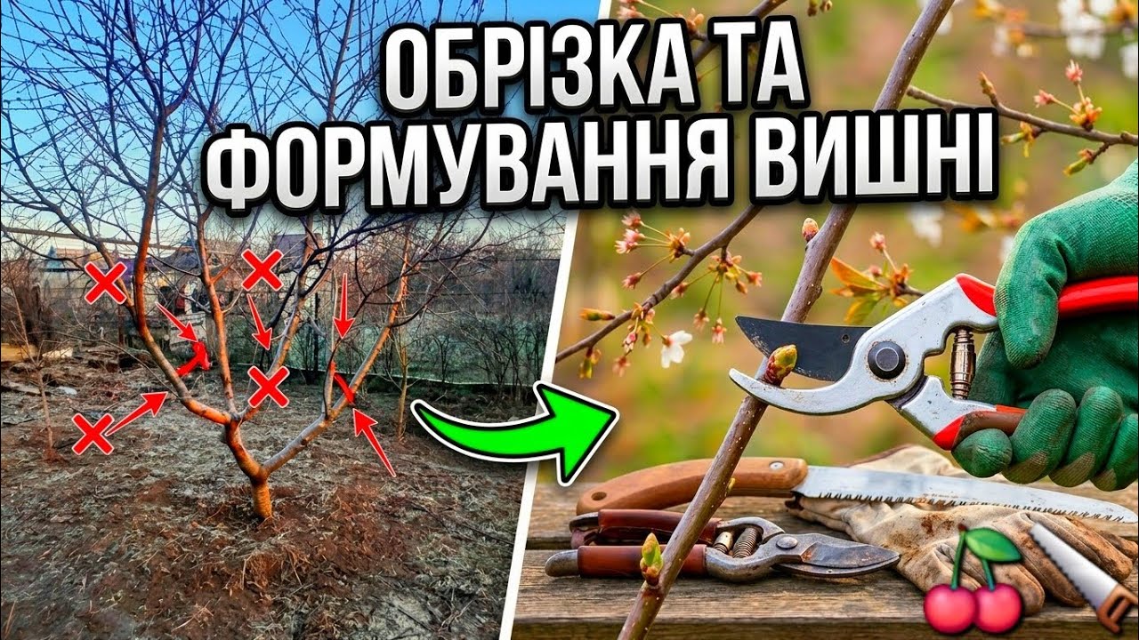 Обрізка  та формування Вишні Весною  , розповідаю в цьому відео #садівництво #grape660 #обрізкавишні