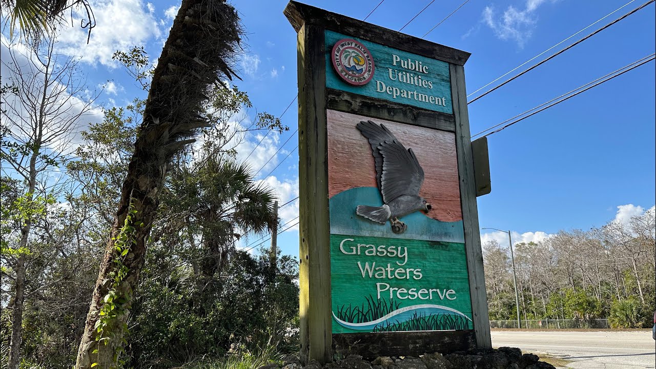 Seeing STUNNING wildlife at Grassy Waters Preserve, walk with me and see what we can spot today!