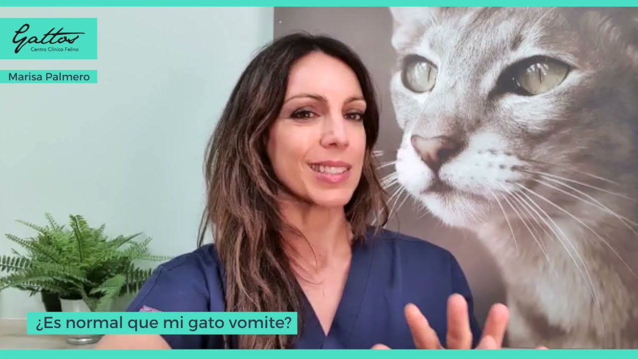 ¿Es normal que mi gato vomite bolas de pelo o tricobezoares?