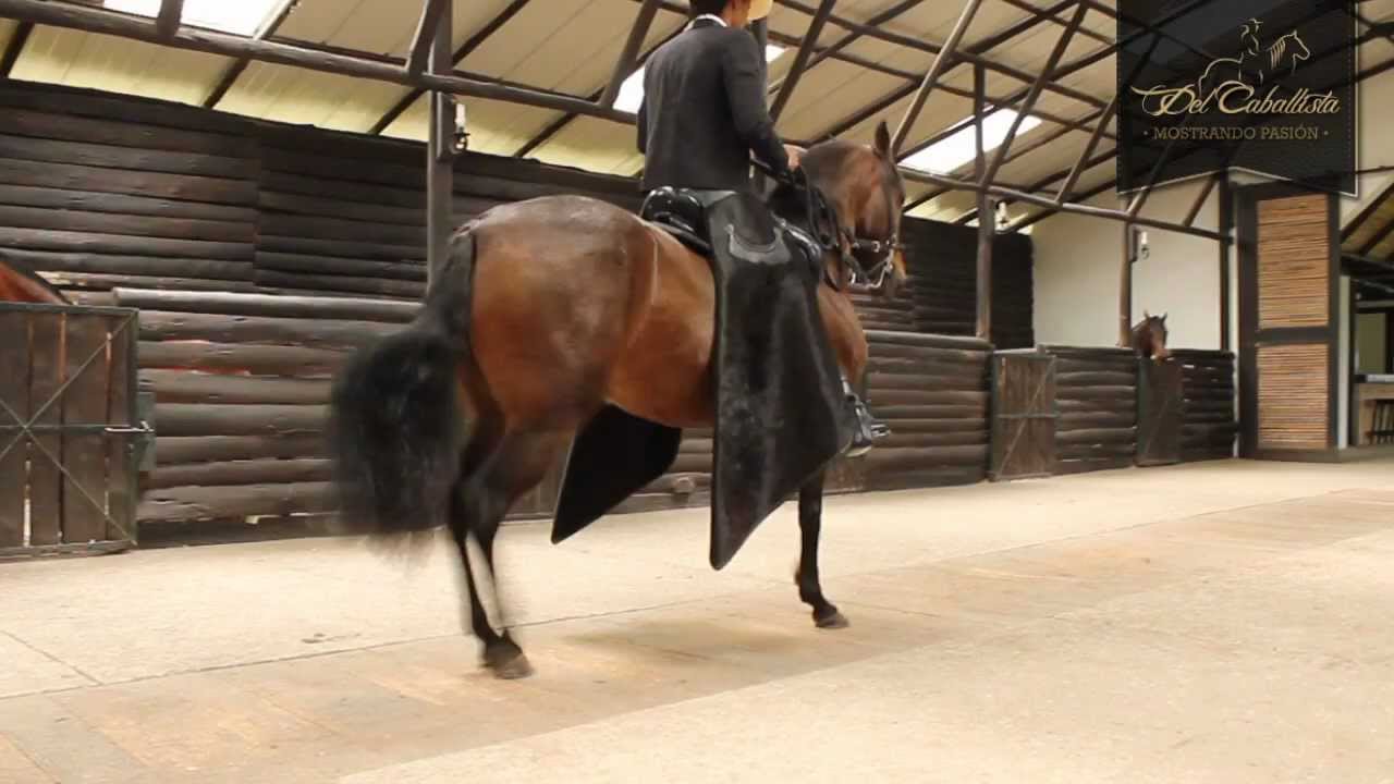 Criadero La Virginia - Muestra de Ejemplares. (HD) www.delcaballista.com