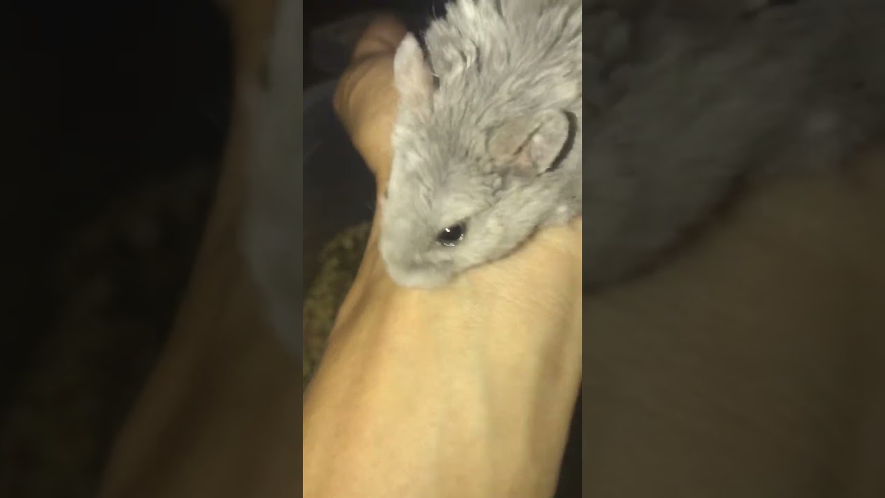 How to Tame? Campbell dwarf hamsters 🐹? o Siberian hamsters 🐹?