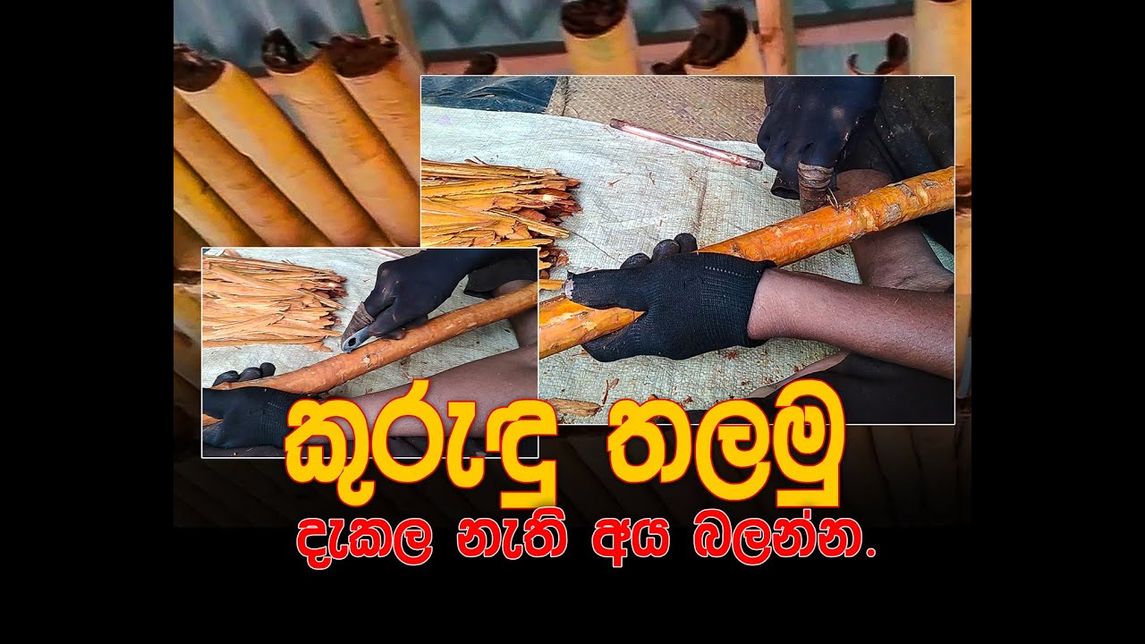 make's Cinnamon for sall ( කුරැඳු තලමු) kurudu thalamu