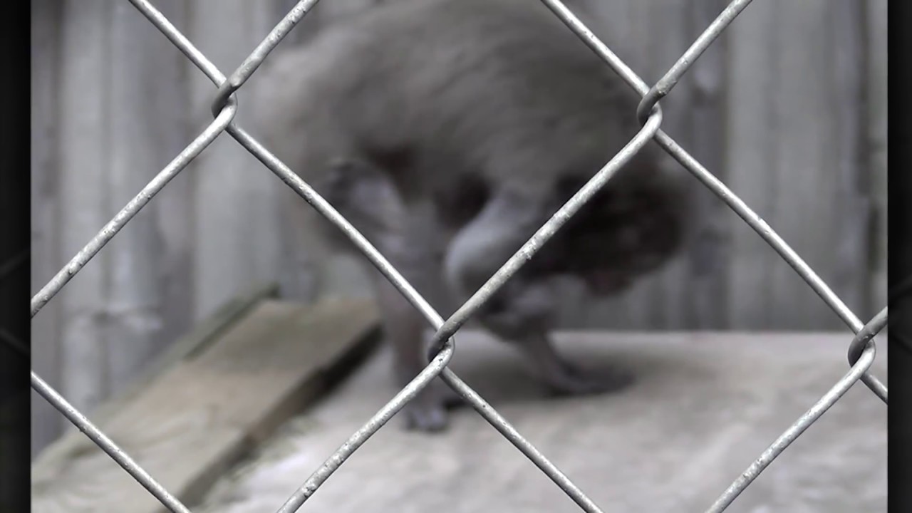 9 animales enloquecidos