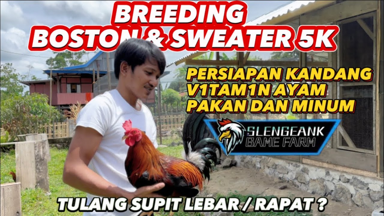4 TIPS SEBELUM BREEDING AYAM ‼️ TERNAK AYAM 1MPORT FlLlPlN