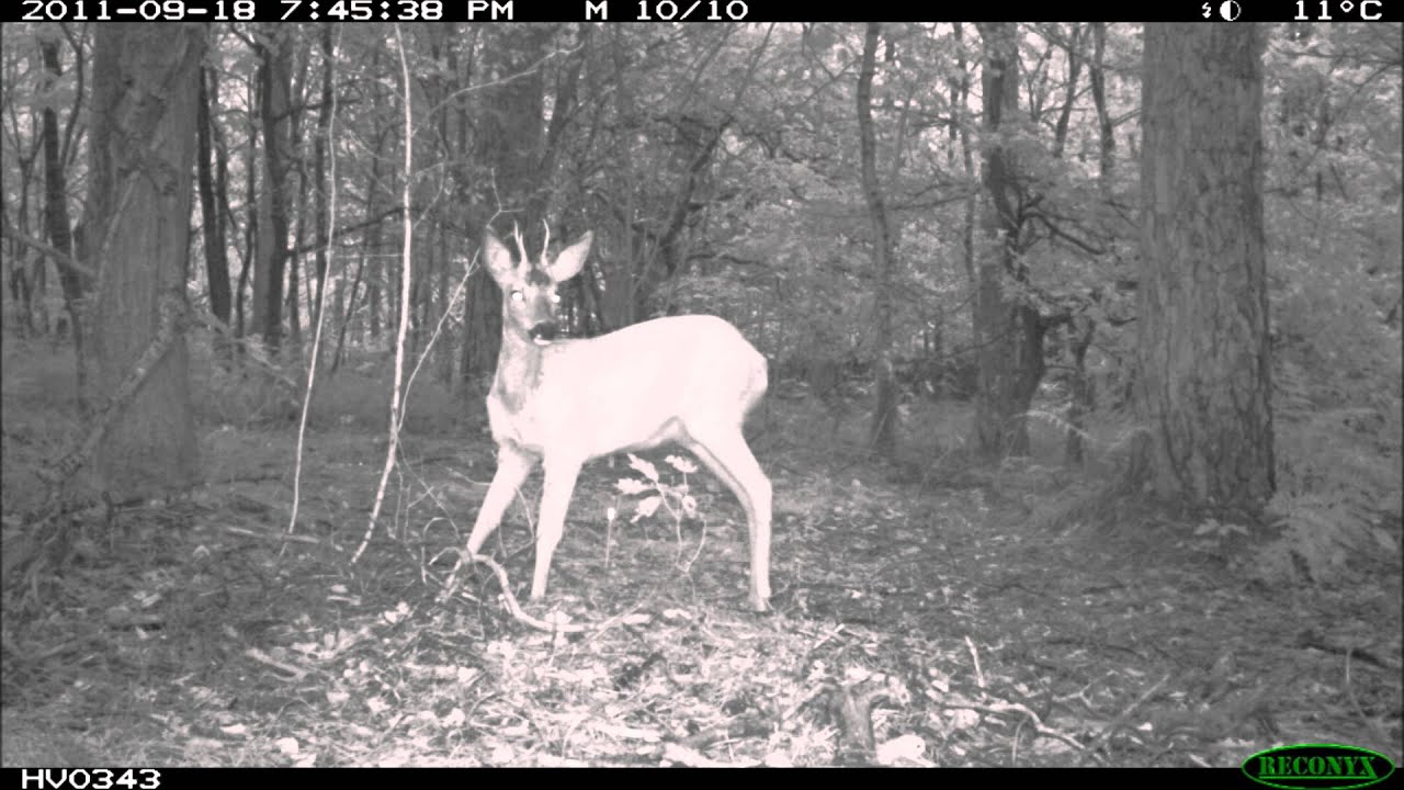 Roe deer rubbing its antlers - territory marking