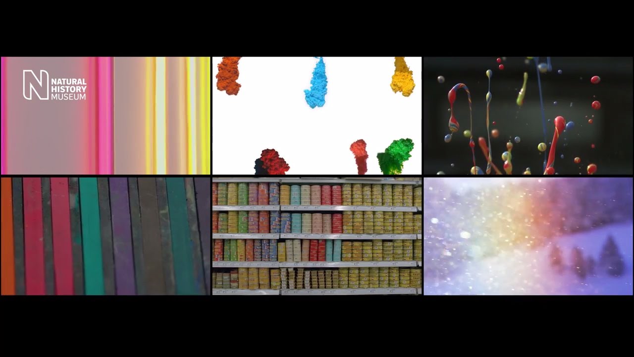 Art and science reflections on colour and vision | Natural History Museum