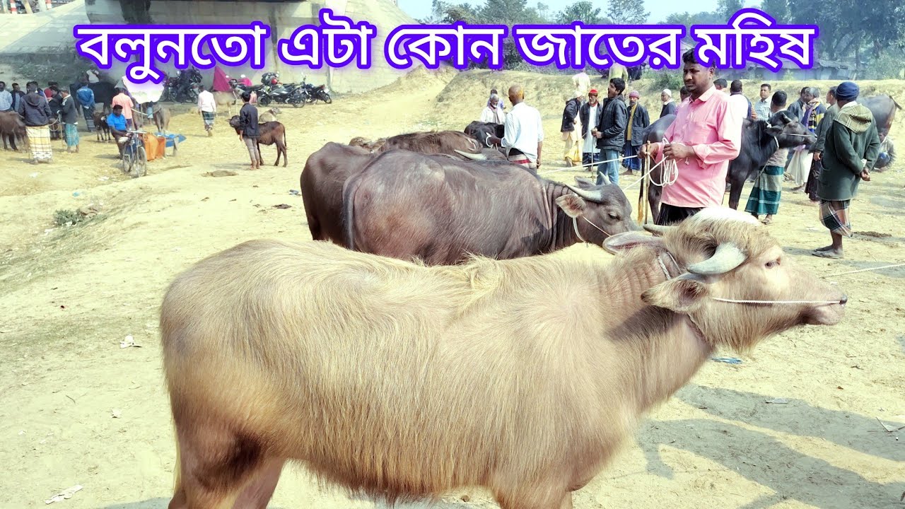 বলুনতো এটা কোন জাতের মহিষ? 