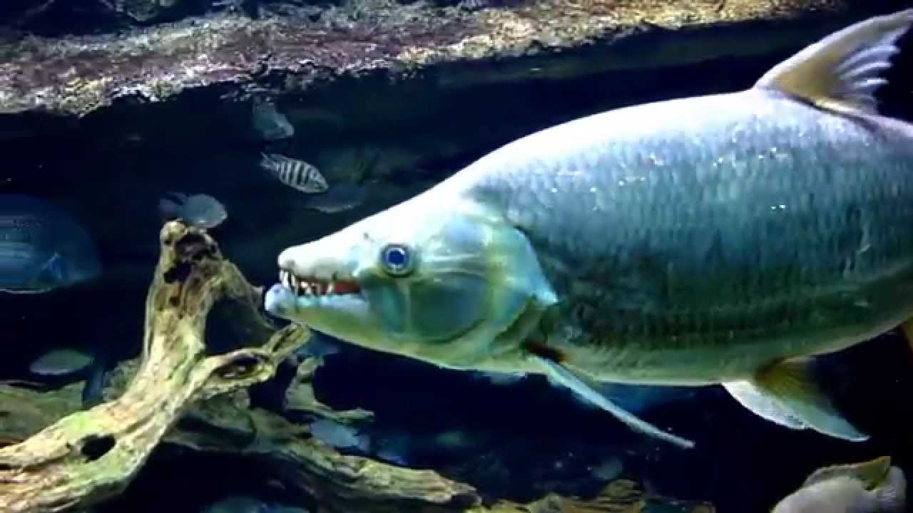 大型魚混泳水槽-- Giant Tigerfish, Congo river (非洲剛果河白金猛魚)