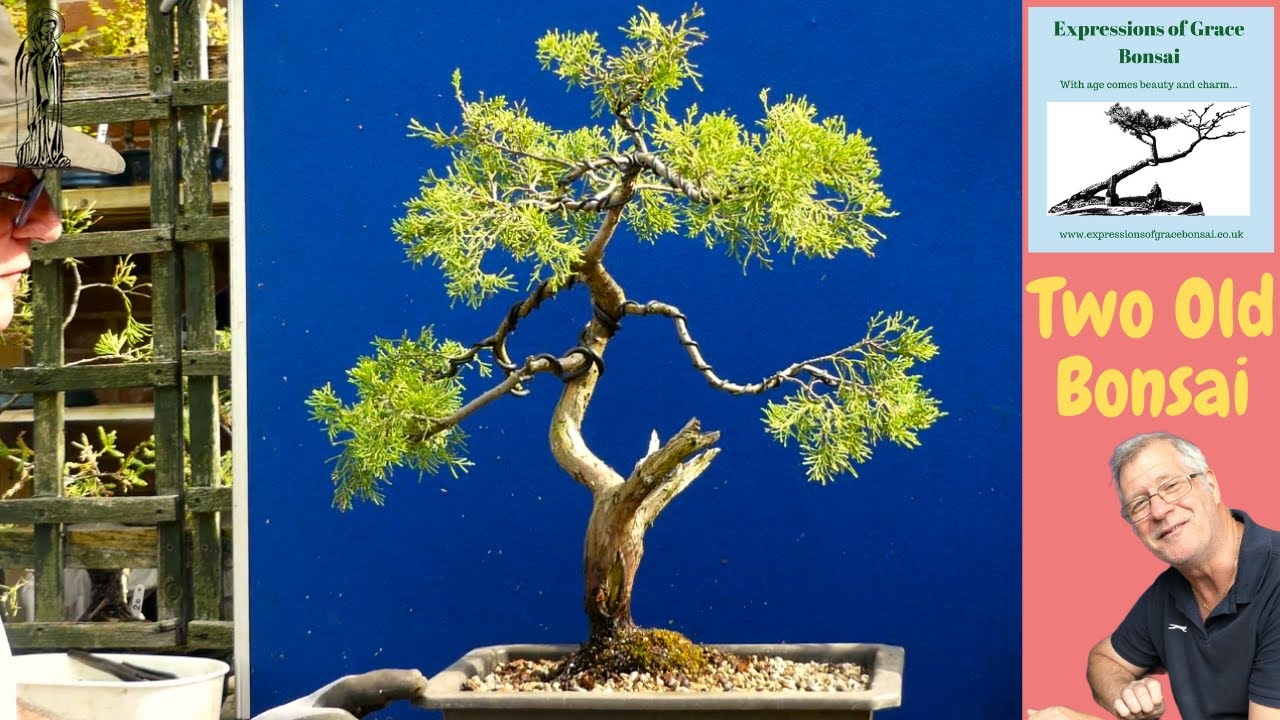 WILL my Juniper Bonsai REALLY thrive using PUMICE???