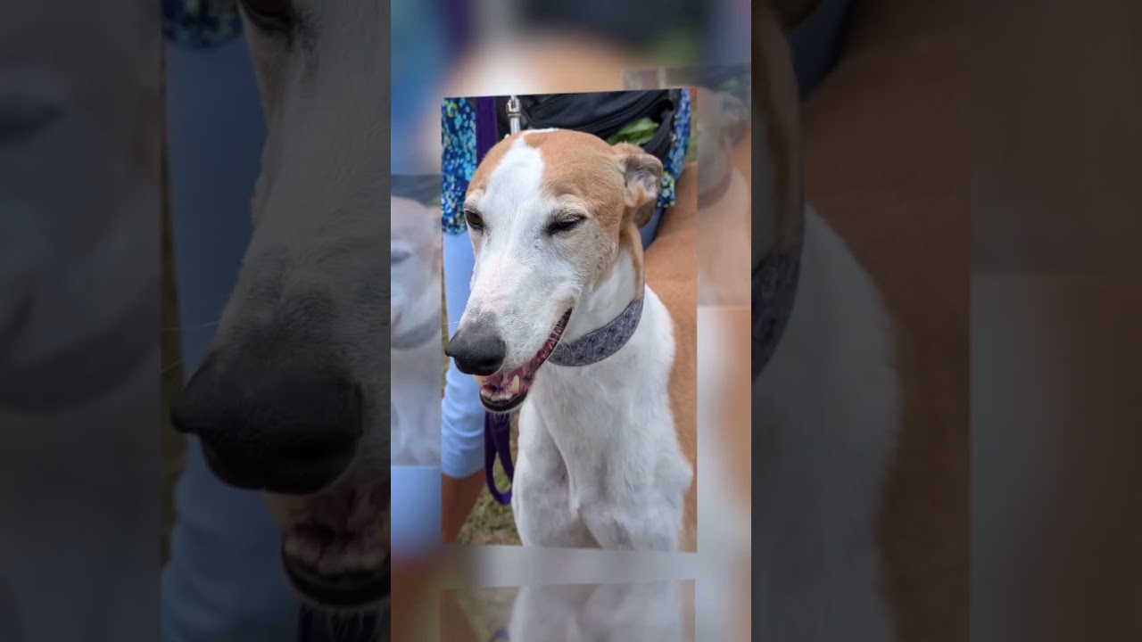 Romford Retired Greyhound gathering at Fobbing in Essex. www.romfordretiredgreyhounds.com