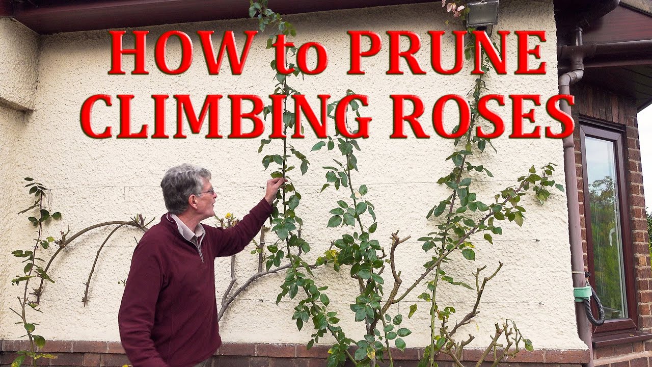 How to Prune Climbing Roses