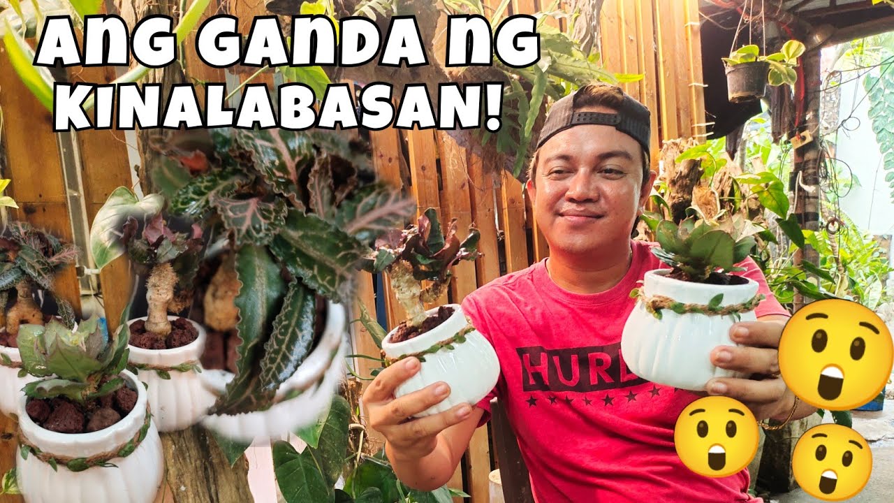HOW TO REPOT EUPHORBIA FRANCOISii PLANTS? |TURN TO BEAUTIFUL BONSAI PLANTS