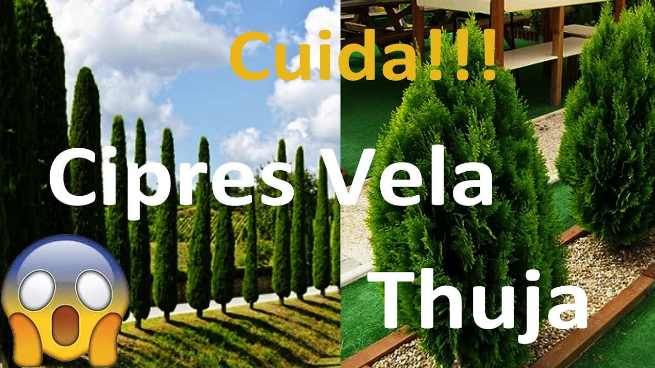 Cuidados del Cipres vela y Thuja dorada