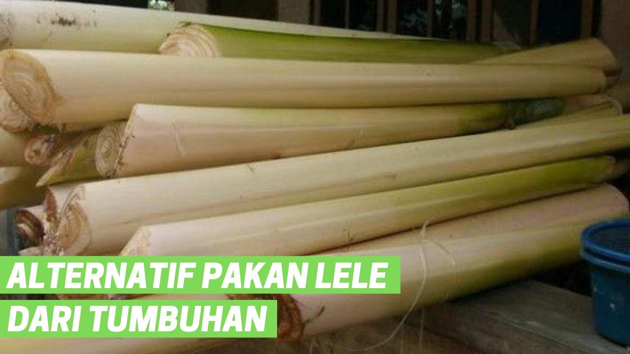 4 Alternatif Pakan Lele Dari Tumbuhan