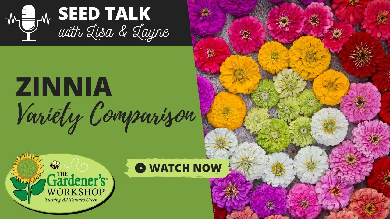 Seed Talk #44 - Zinnia Variety Comparison